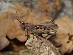 Chorthippus (Glyptobothrus) biguttulus (Linnaeus 1758) resmi