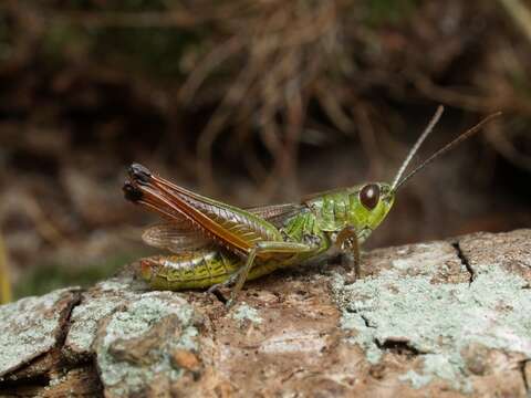 Image of Pseudochorthippus