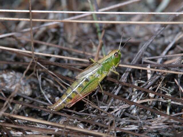 Pseudochorthippus resmi