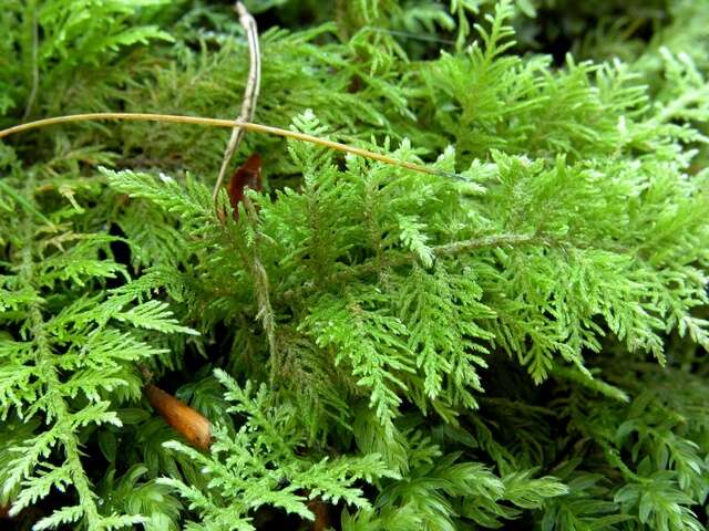 Image of thuidium moss
