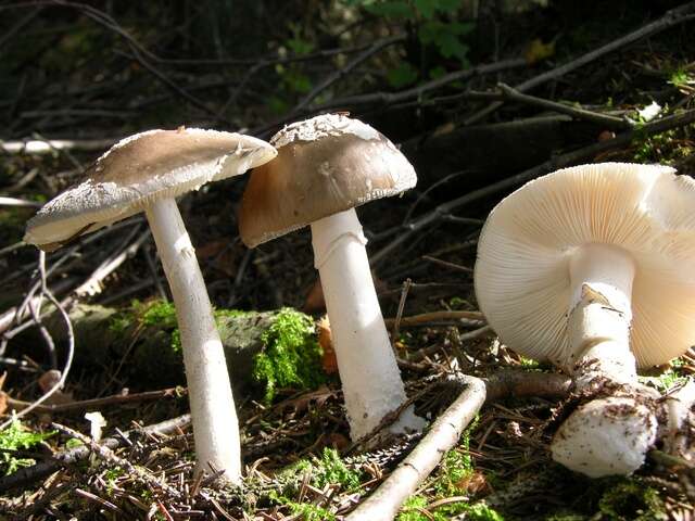 Plancia ëd Amanita excelsa (Fr.) Bertill. 1866