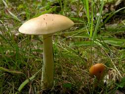 Image of Amanita contui Bon & Courtec. 1989