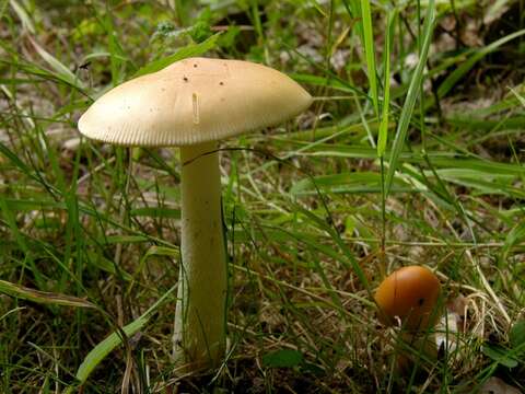 Plancia ëd Amanita contui Bon & Courtec. 1989