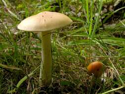 Image of Amanita contui Bon & Courtec. 1989