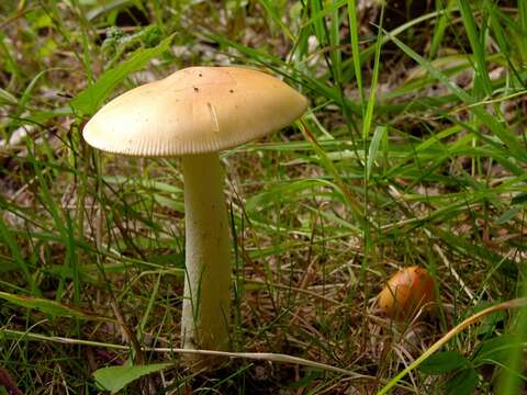 Image of Amanita contui Bon & Courtec. 1989