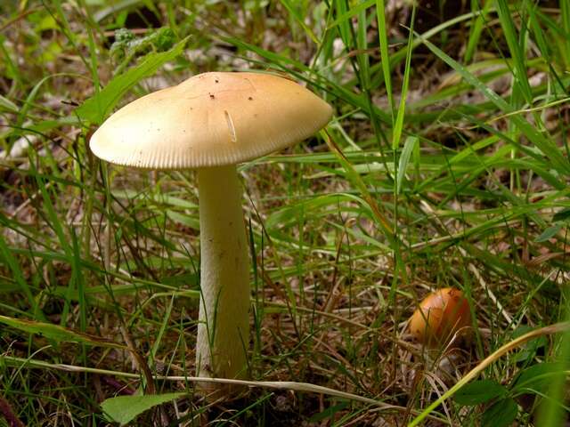 Image of Amanita contui Bon & Courtec. 1989