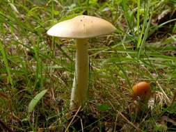 Image of Amanita contui Bon & Courtec. 1989