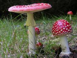 Image of Amanita