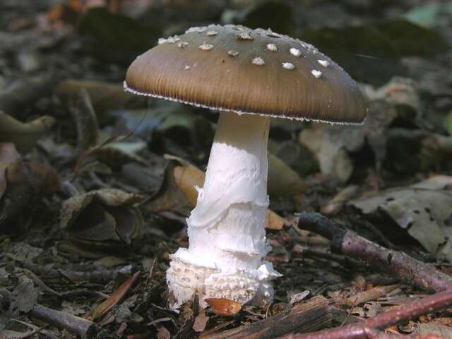 Image of Amanita