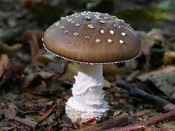 Image of Amanita