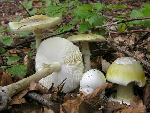 Image of Amanita