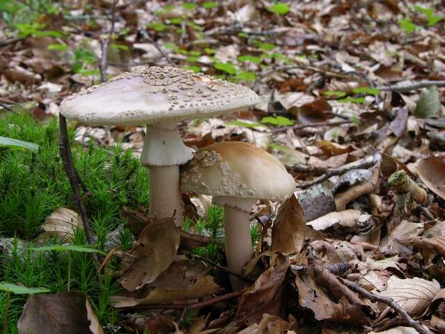 Image of Amanita