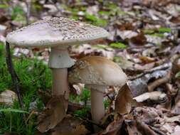 Image of Amanita