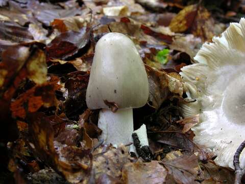 Image of Amanita vaginata (Bull.) Lam. 1783