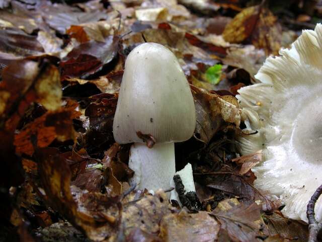 Image of Amanita vaginata (Bull.) Lam. 1783