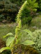 Amaranthus resmi