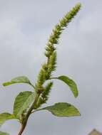 Amaranthus resmi