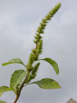 Image of Amaranth