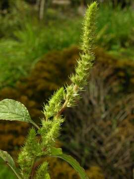 Amaranthus resmi