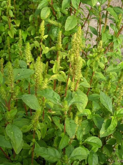 Amaranthus resmi