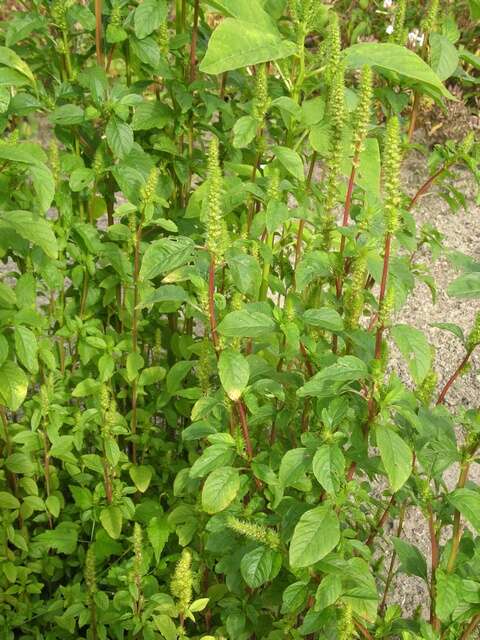 Amaranthus resmi