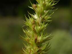 Amaranthus resmi