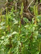 Amaranthus resmi