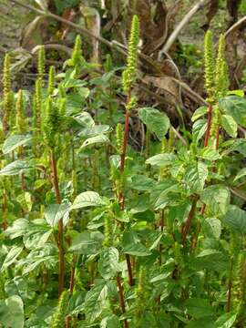 Image of Amaranth