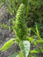 Amaranthus resmi