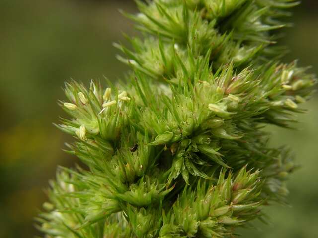 Amaranthus resmi