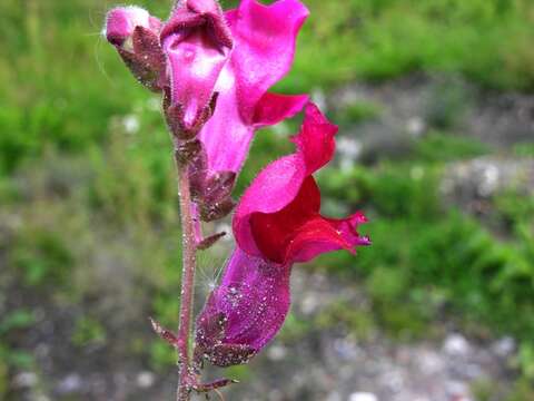 Image of Snap Dragons