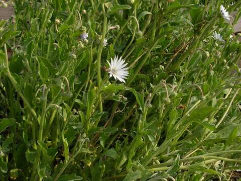 Image of Free State daisy