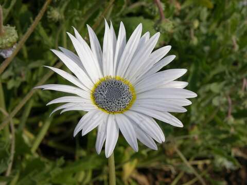 Image of Free State daisy