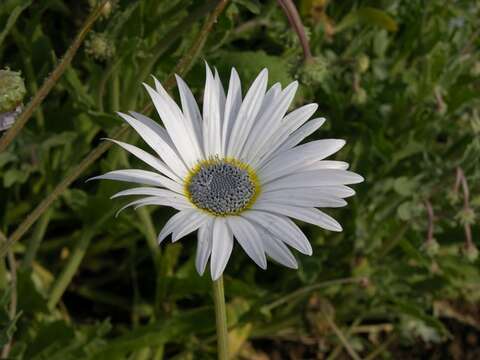 Image of Free State daisy