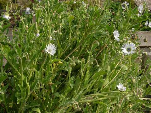 Image of Free State daisy