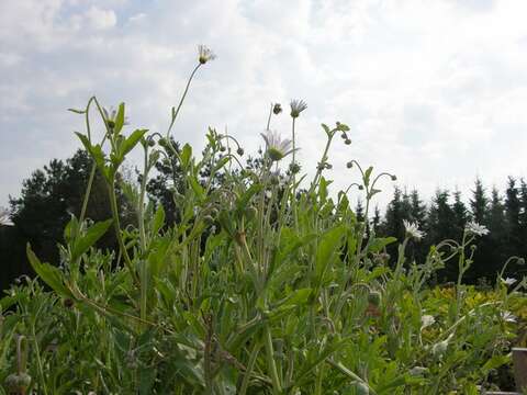 Image of Free State daisy