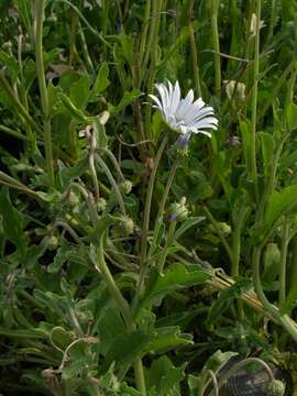 Image of Free State daisy