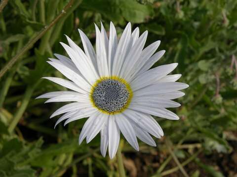 Image of Free State daisy