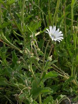 Image of Free State daisy