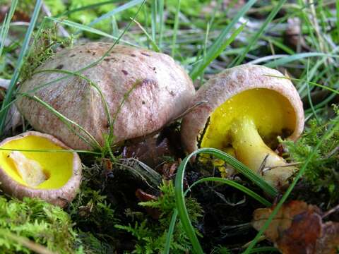 Слика од Aureoboletus gentilis (Quél.) Pouzar 1957