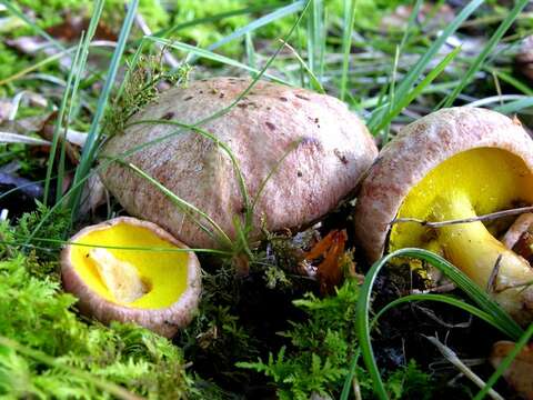 Image of Aureoboletus gentilis (Quél.) Pouzar 1957