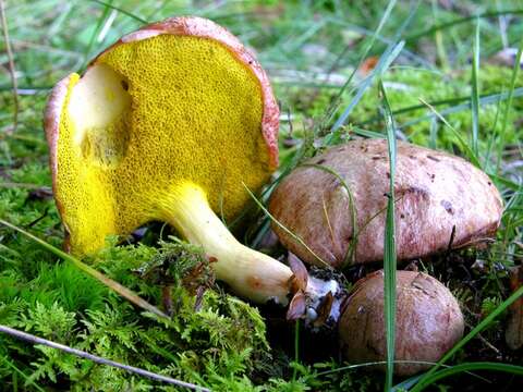 Image of Aureoboletus gentilis (Quél.) Pouzar 1957