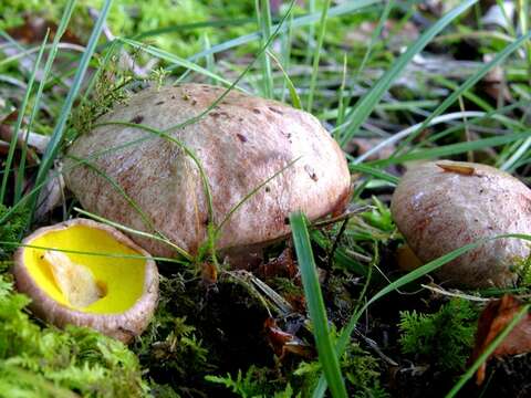 Image of Aureoboletus gentilis (Quél.) Pouzar 1957