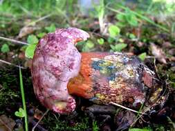 Image of Rubroboletus