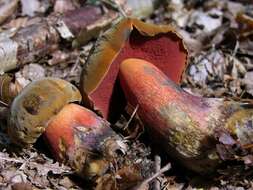 Image of Neoboletus