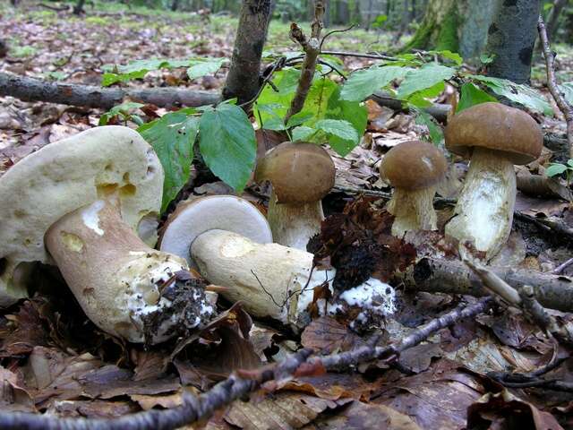 Слика од Boletus reticulatus Schaeff. 1774