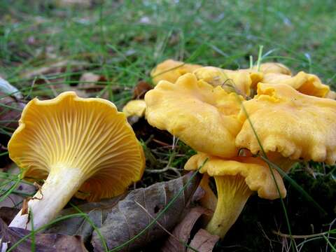 Cantharellus resmi