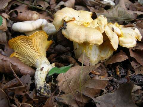 Image of Chanterelles