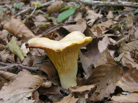 Image of Chanterelles