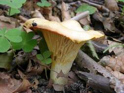 Image of Chanterelles